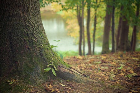 tree nature forest